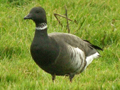 Black Brant x Dark-bellied Brent Goose hybrid